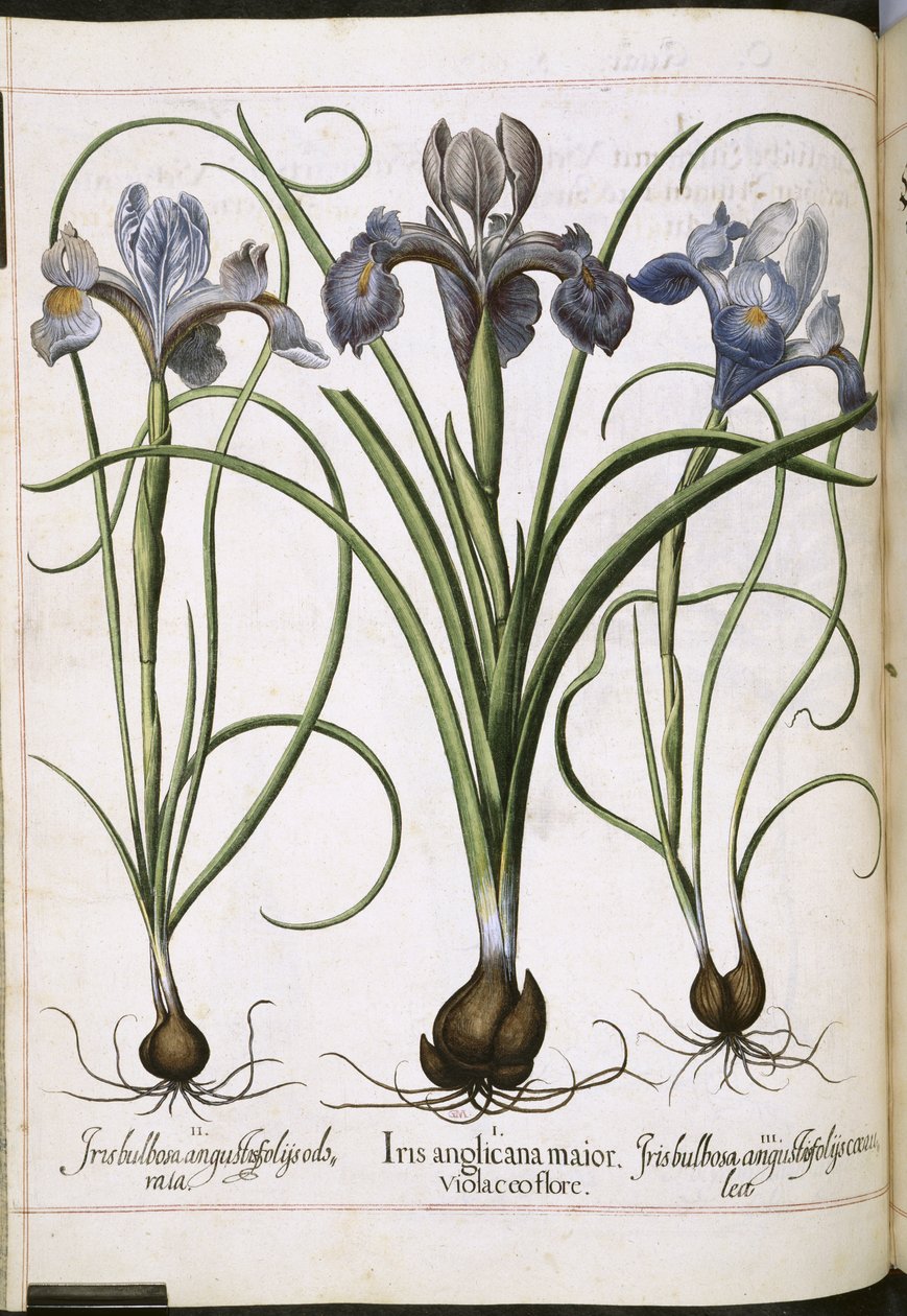 Iris, a "Hortus Eystettensis"-ből alkotó: Basilius Besler