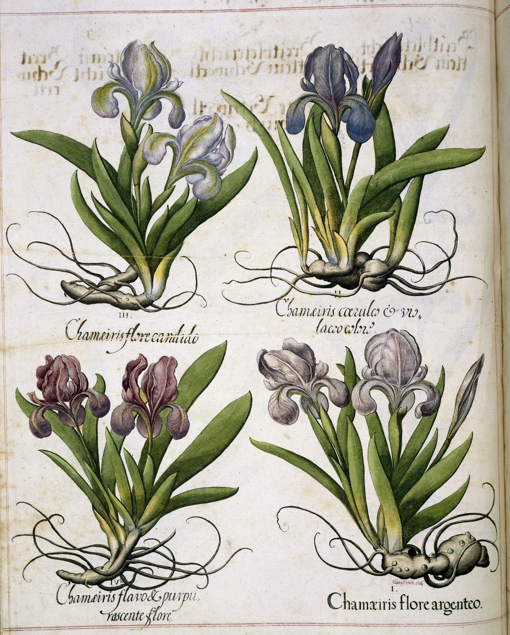 Iris, a "Hortus Eystettensis"-ből alkotó: Basilius Besler