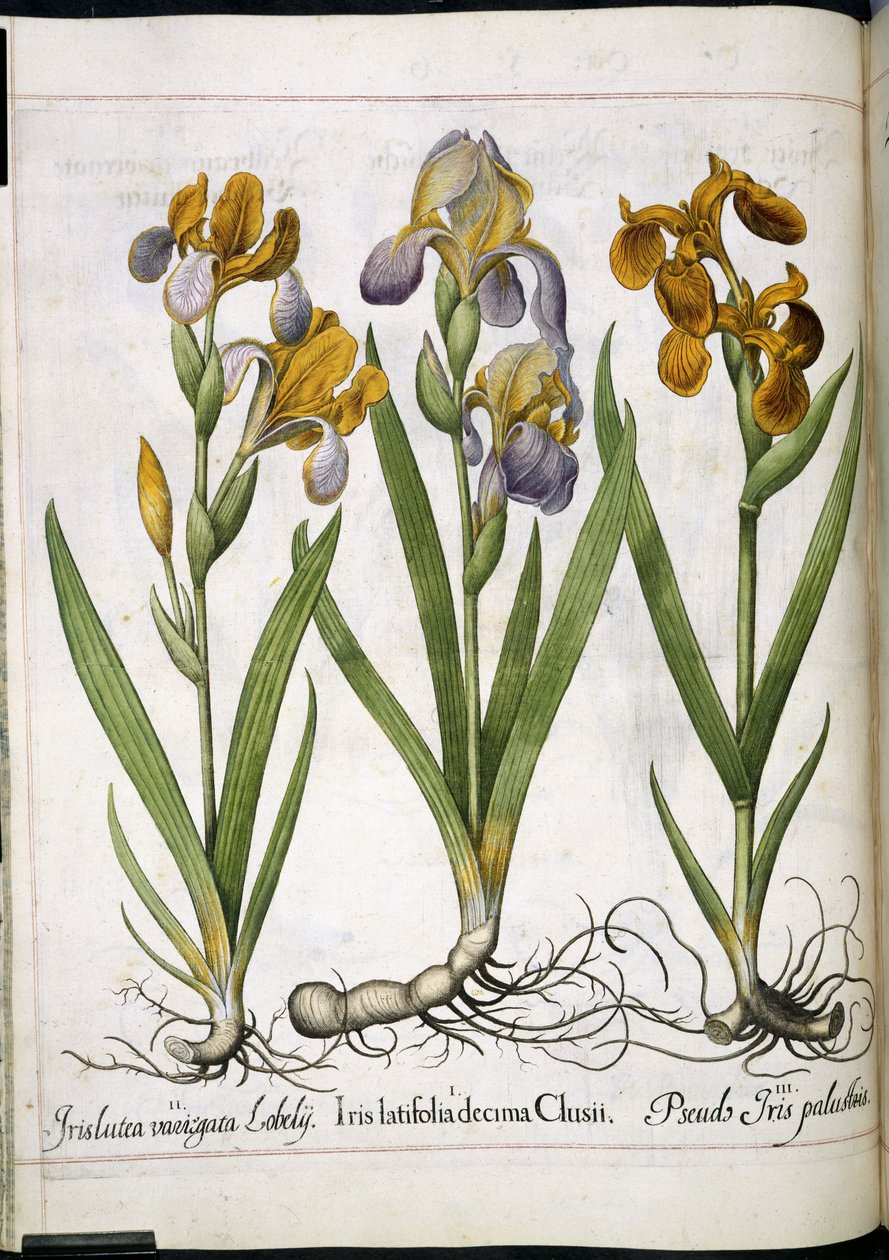Iris, a "Hortus Eystettensis"-ből alkotó: Basilius Besler