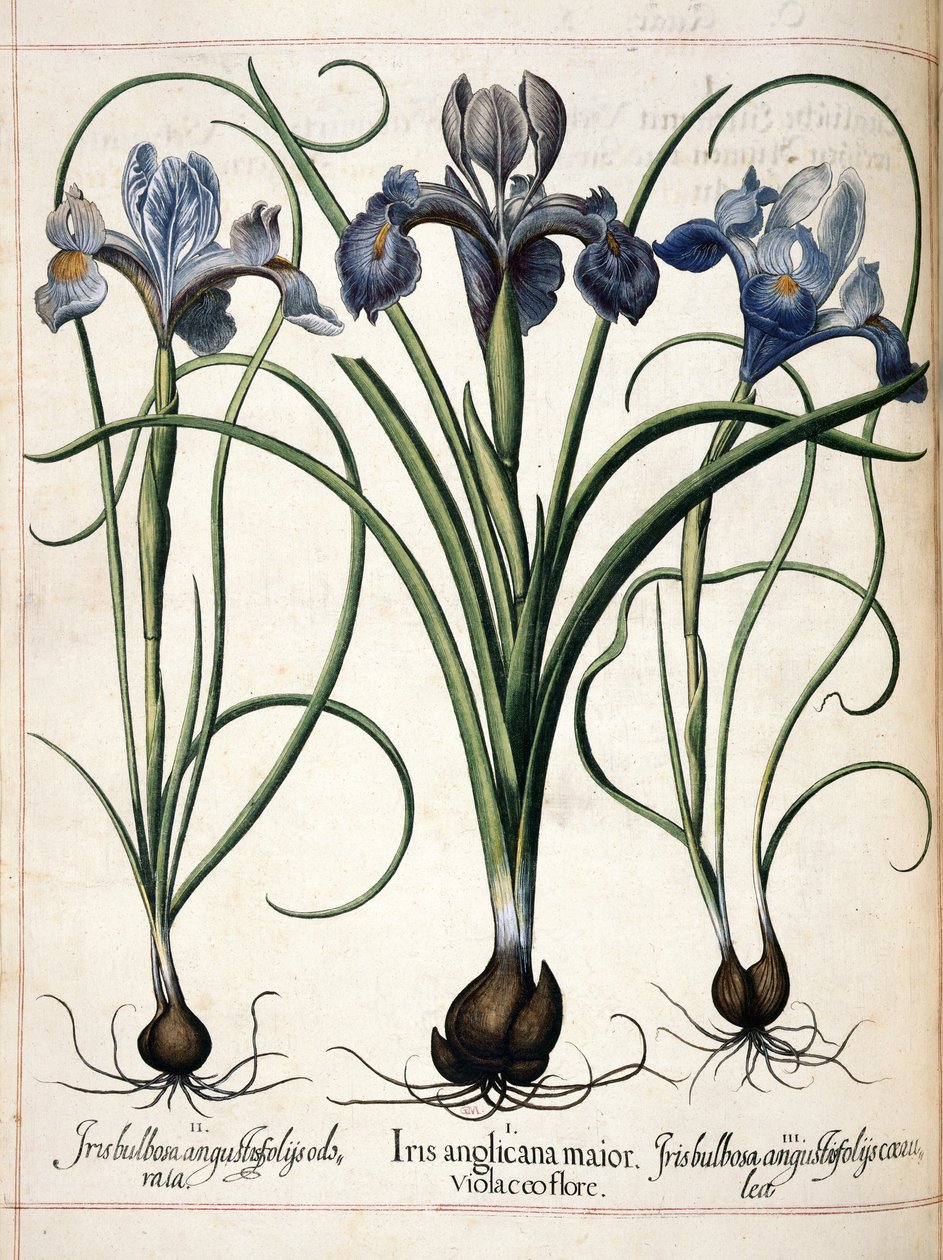 Iris, a "Hortus Eystettensis"-ből alkotó: Basilius Besler