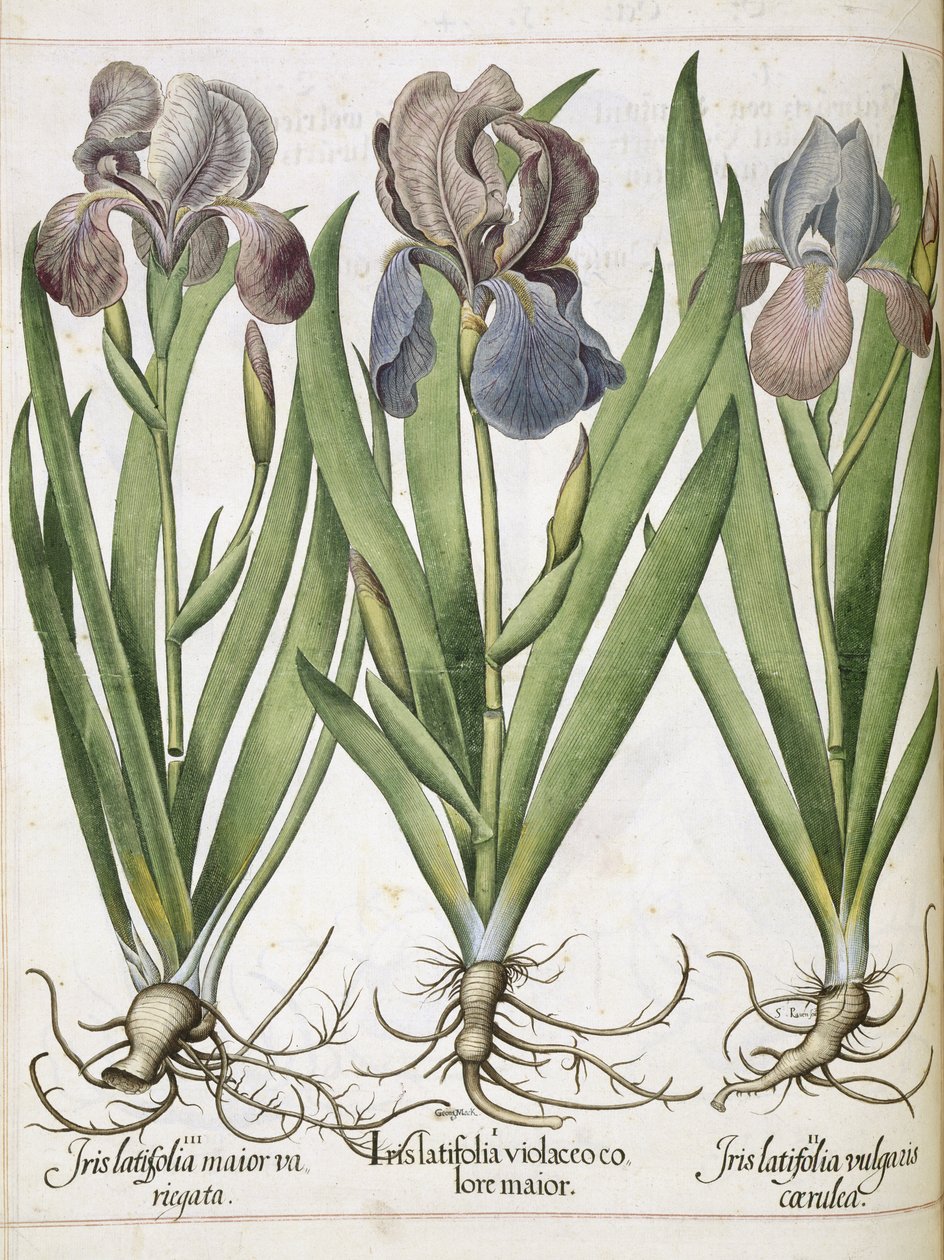 Iris, a "Hortus Eystettensis"-ből alkotó: Basilius Besler
