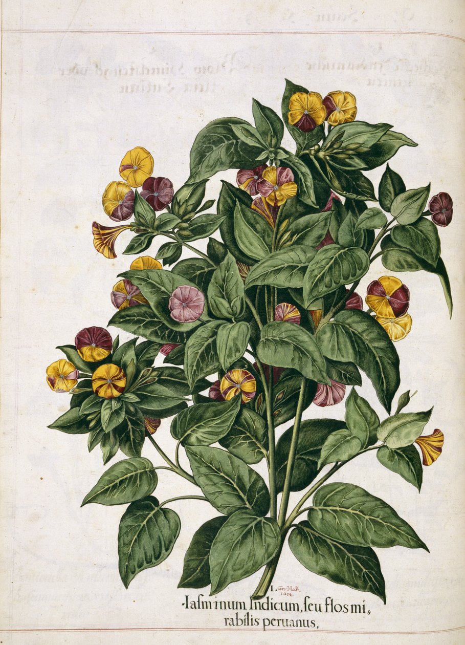 Jázmin, a "Hortus Eystettensis"-ből alkotó: Basilius Besler