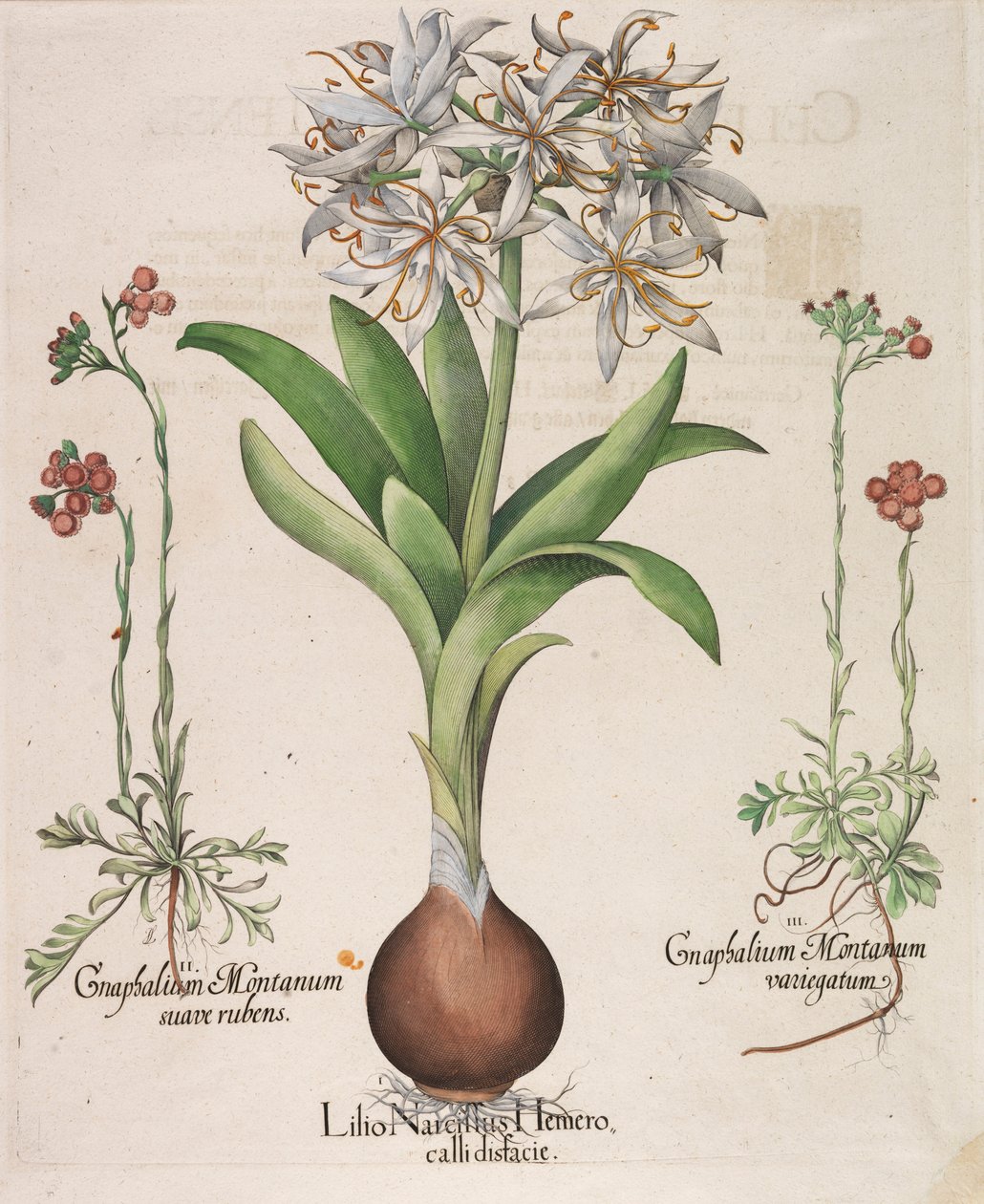 Lilius Narcissus Hemerocellus, 1613 alkotó: Basilius Besler