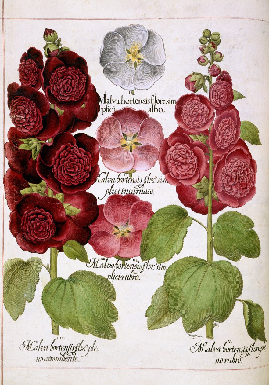 Malva Hortensis, a "Hortus Eystettensis"-ből alkotó: Basilius Besler