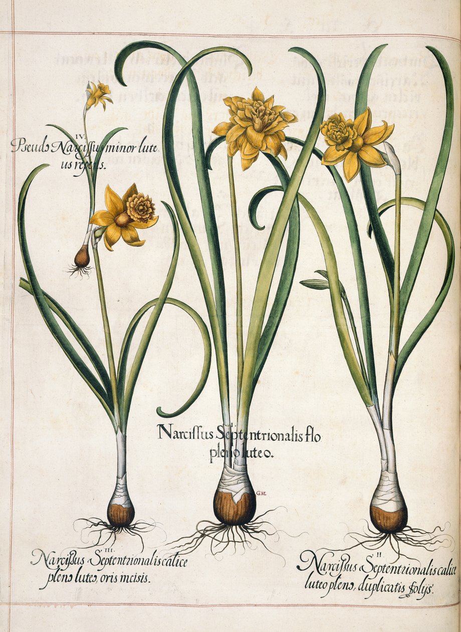 Narcissus, a "Hortus Eystettensis"-ből alkotó: Basilius Besler