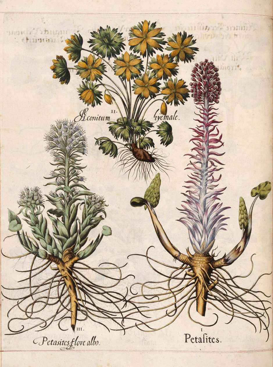Petasites, a "Hortus Eystettensis"-ből alkotó: Basilius Besler
