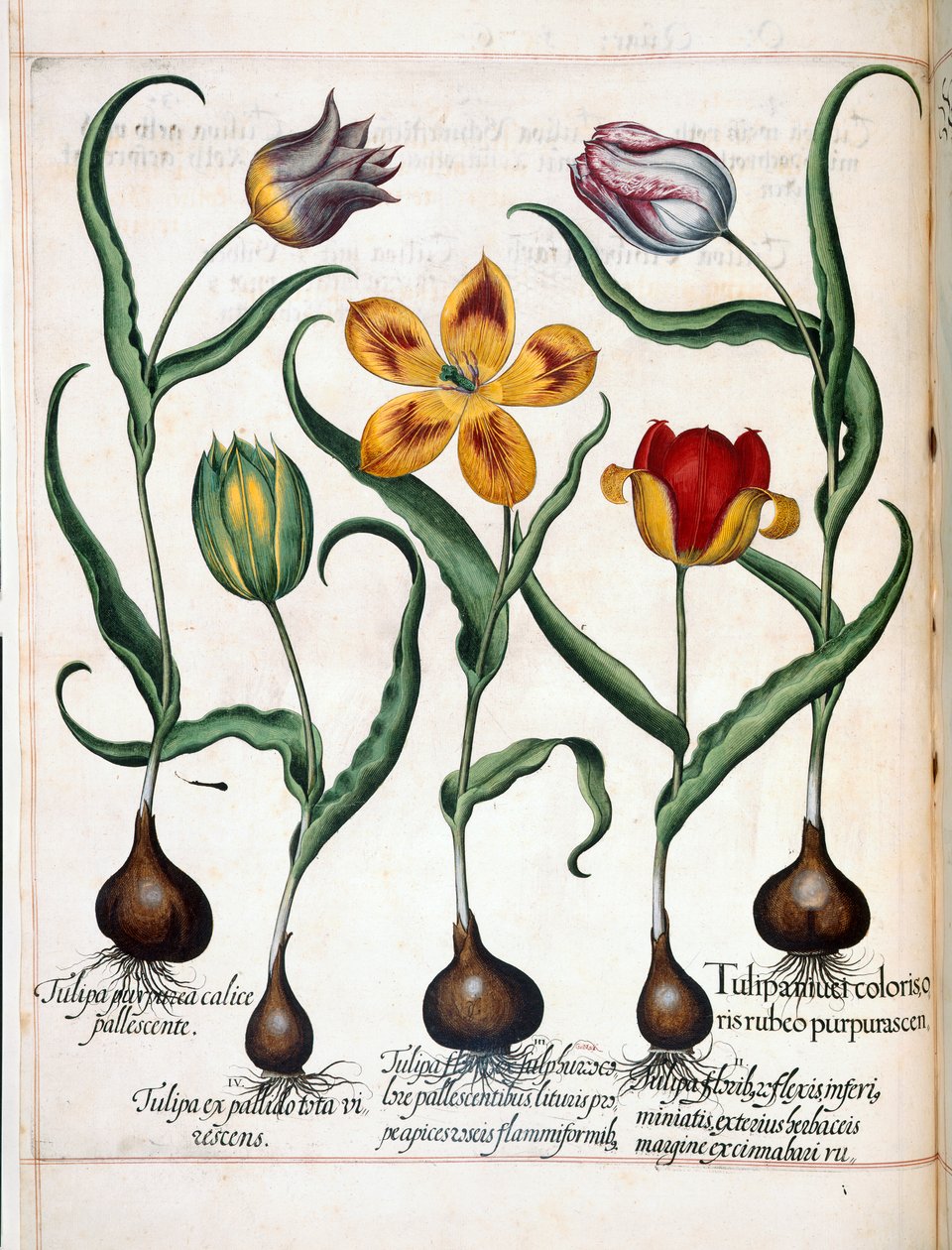 Tulipán, a "Hortus Eystettensis"-ből alkotó: Basilius Besler