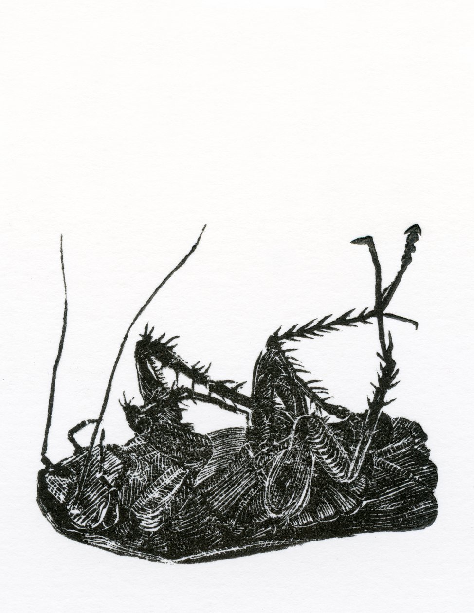 Döglött csótány, 2014, (fametszet papíron) alkotó: Bella Larsson