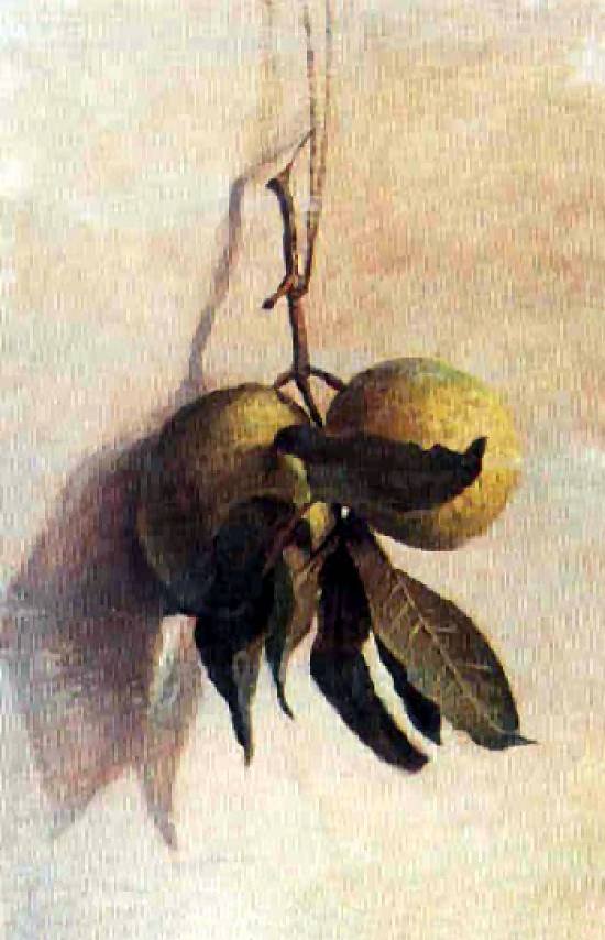 GuavanPortugues: Guavabasn alkotó: Benedito Calixto