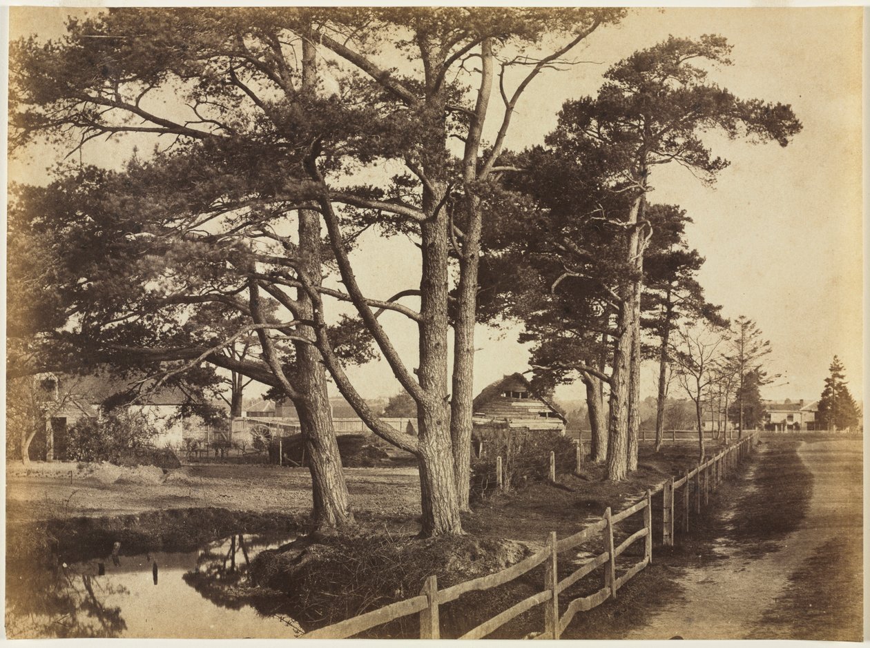 Scotch Firs, Hawkhurst, 1853. alkotó: Benjamin Brecknell Turner