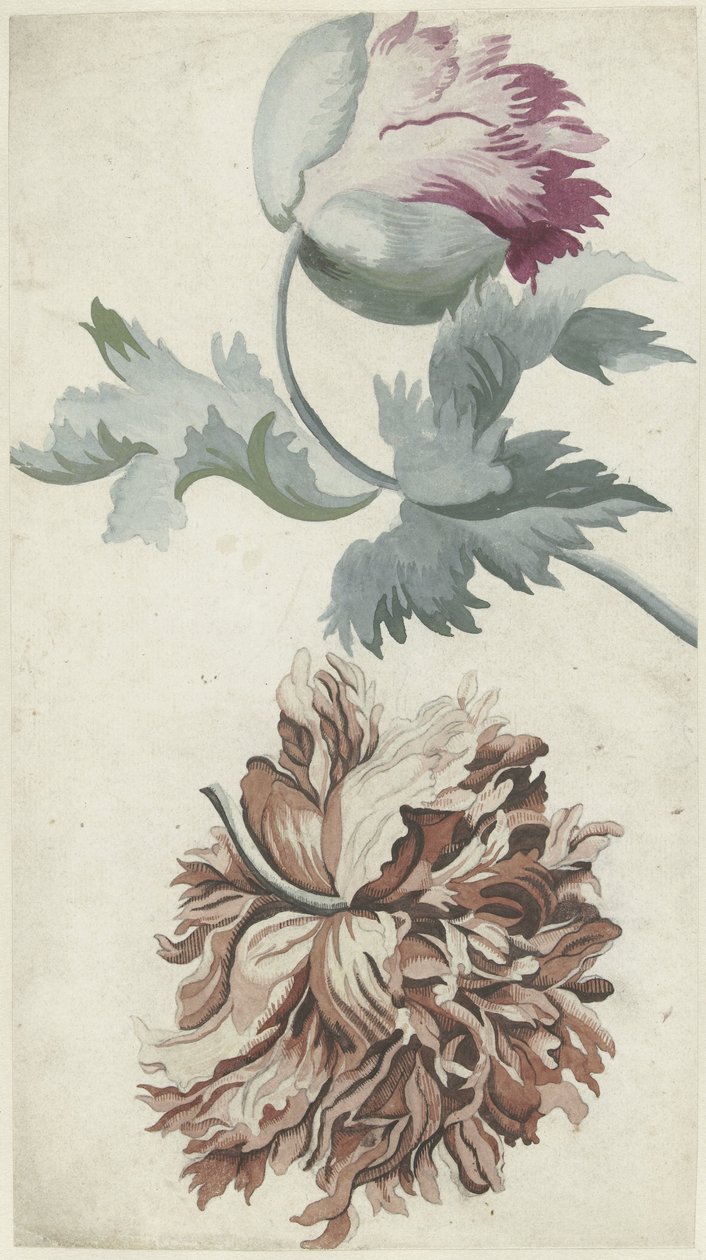 Papavers alkotó: Bernard Picart