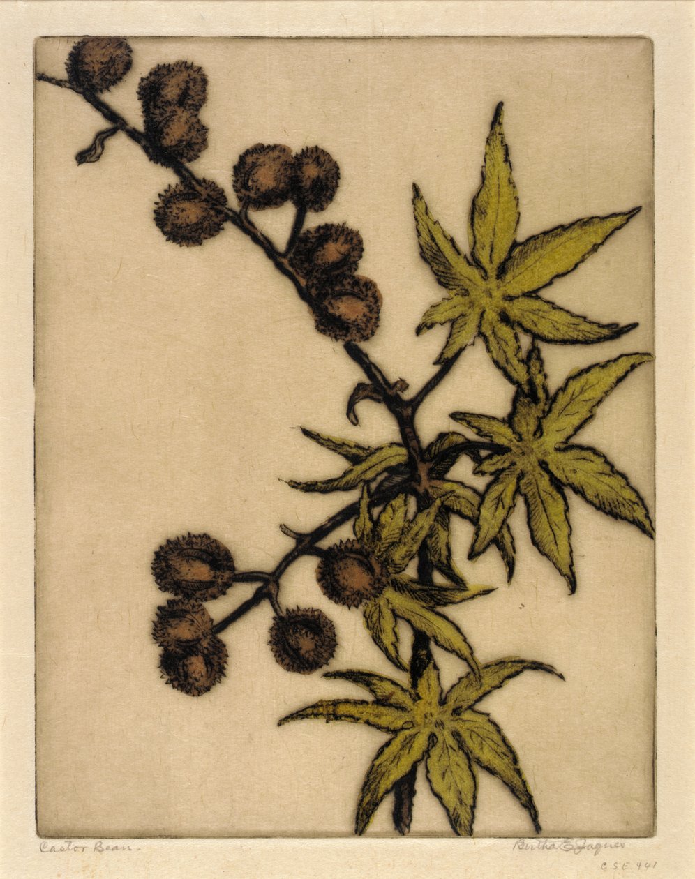 Castor Bean alkotó: Bertha E. Jaques