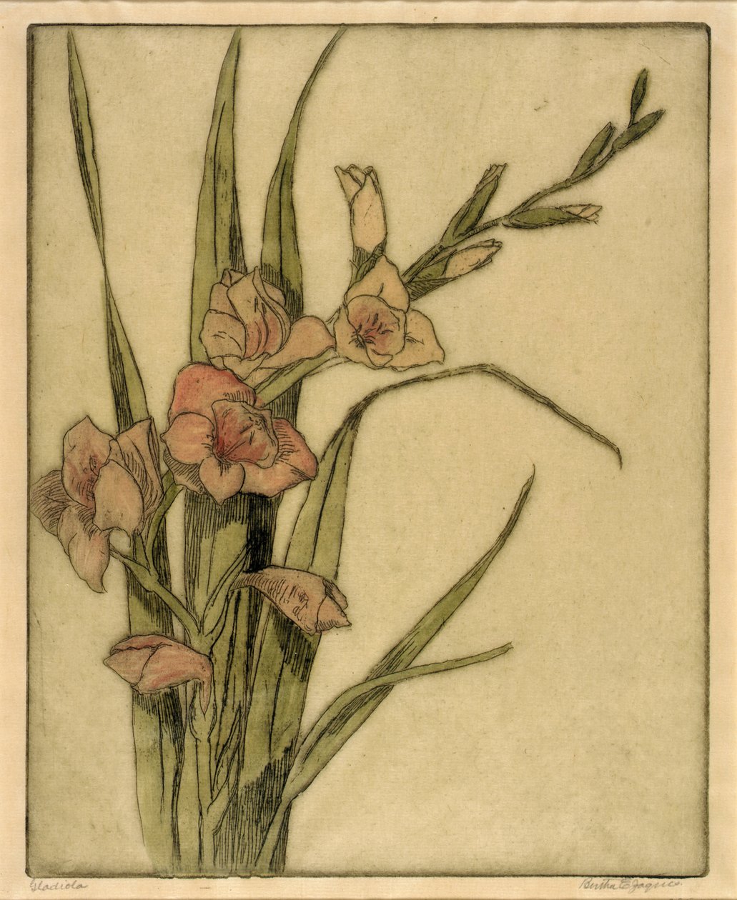 Gladiola alkotó: Bertha E. Jaques