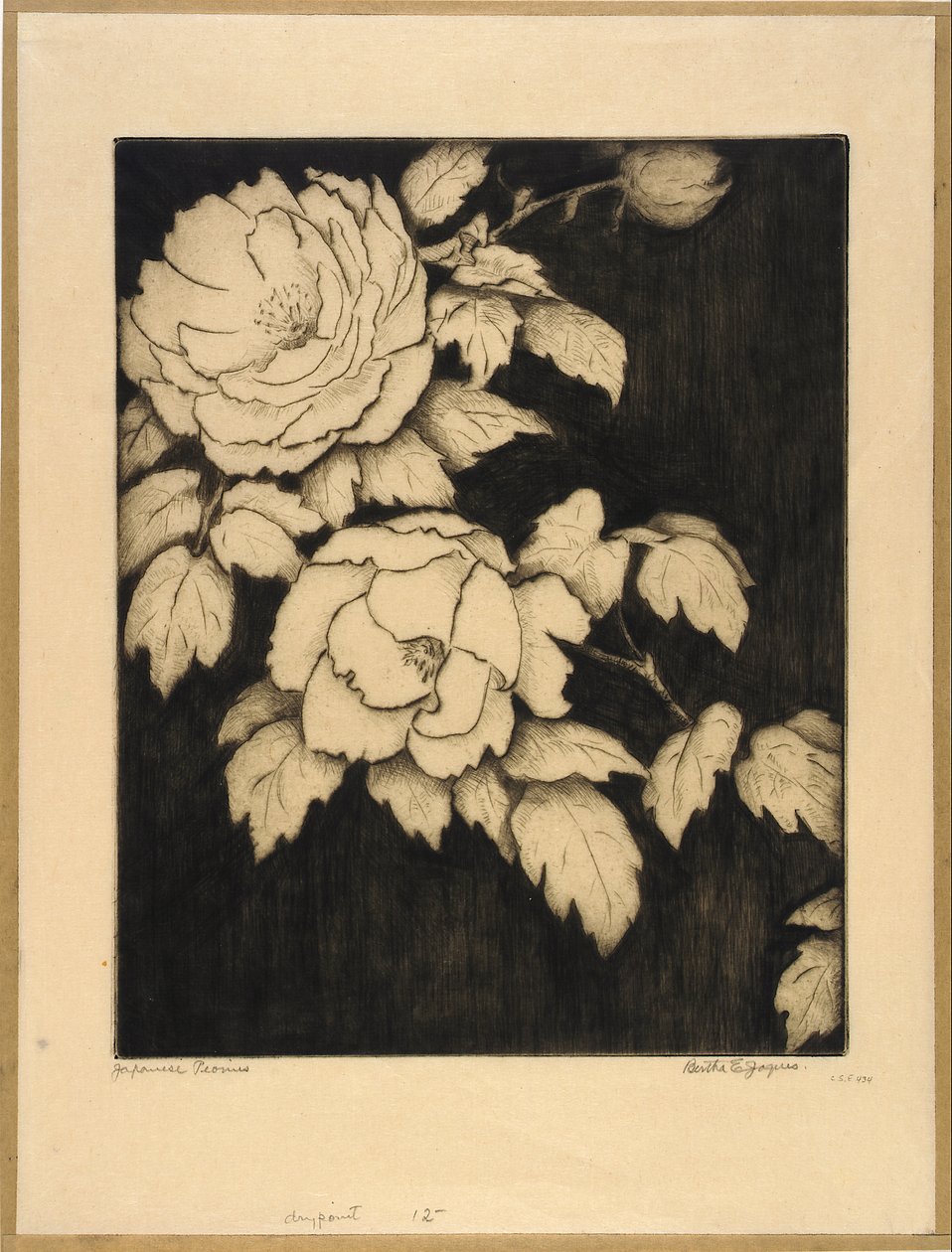 Japán bazsarózsa alkotó: Bertha E. Jaques
