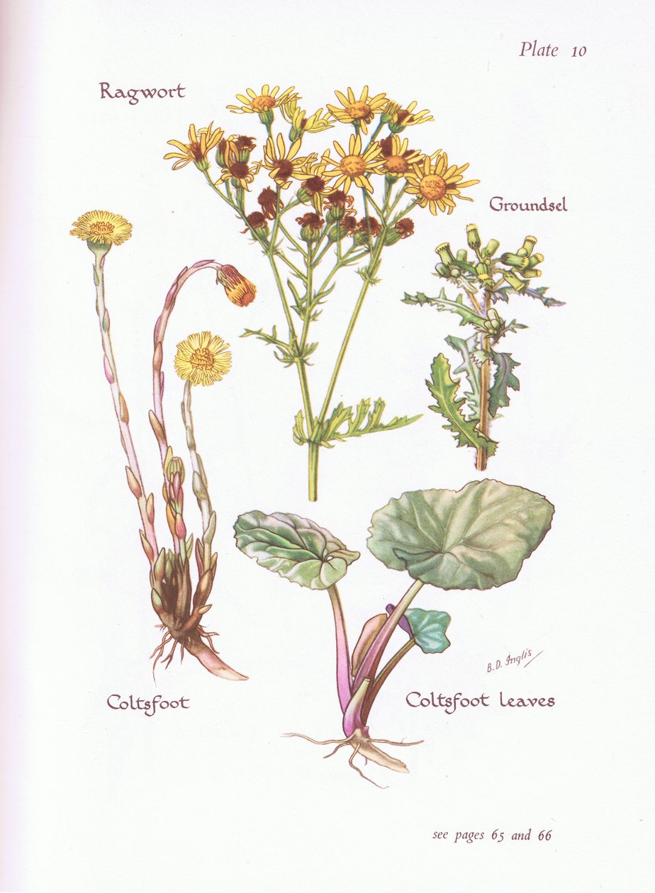 Ragwort, Groundsel, Coltsfoot, 1951 alkotó: Bessie D. Inglis