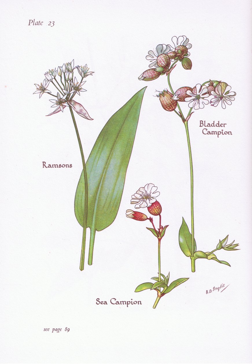 Ramsons, Bladder Campion, Sea Campion, 1951 alkotó: Bessie D. Inglis
