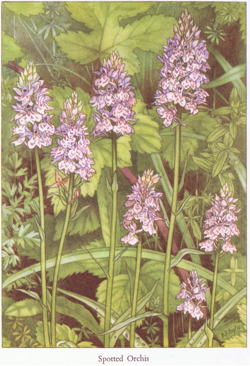 Foltos orchis, 1951 alkotó: Bessie D. Inglis