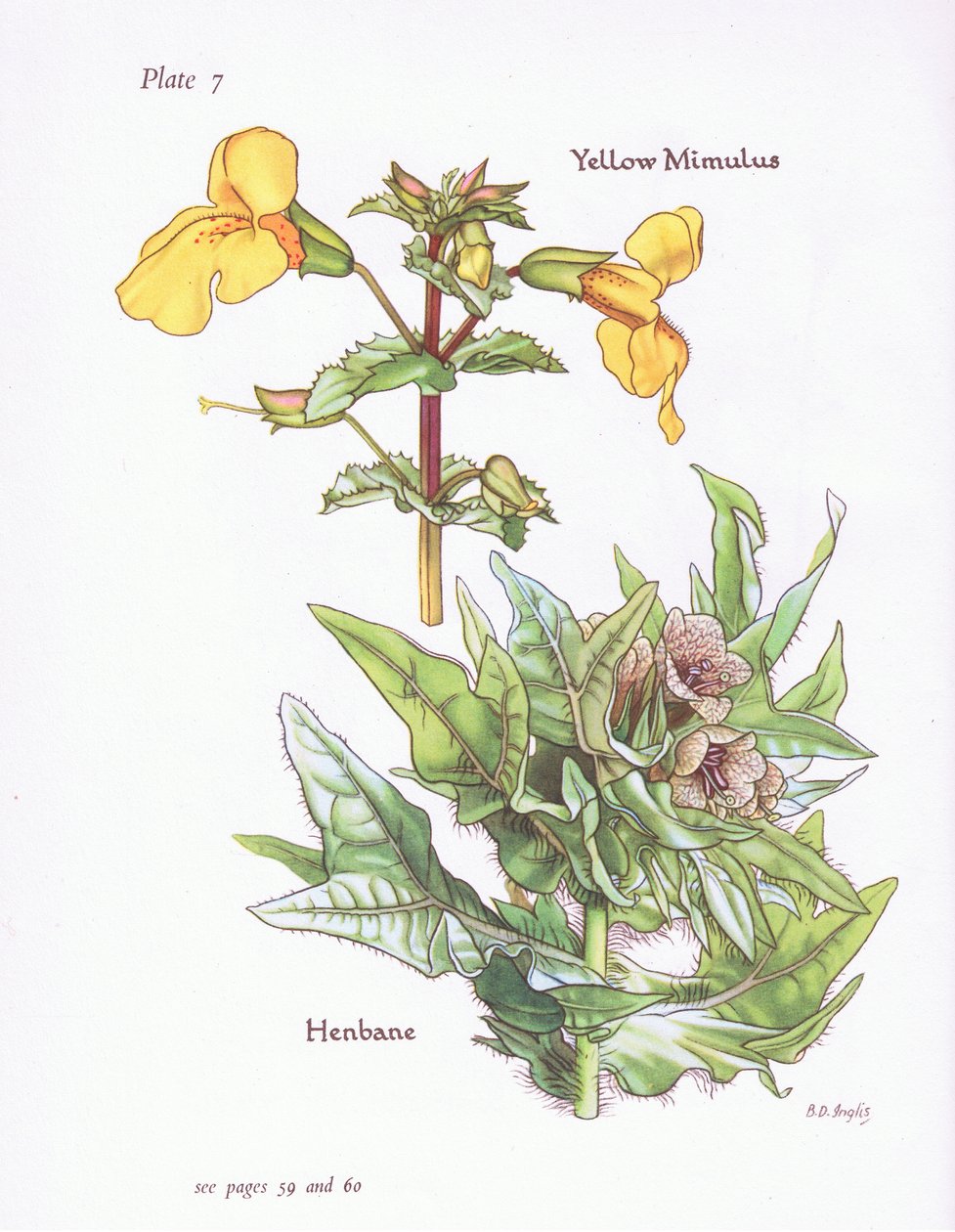 Yellow Mimulus, Henbane, 1951 alkotó: Bessie D. Inglis