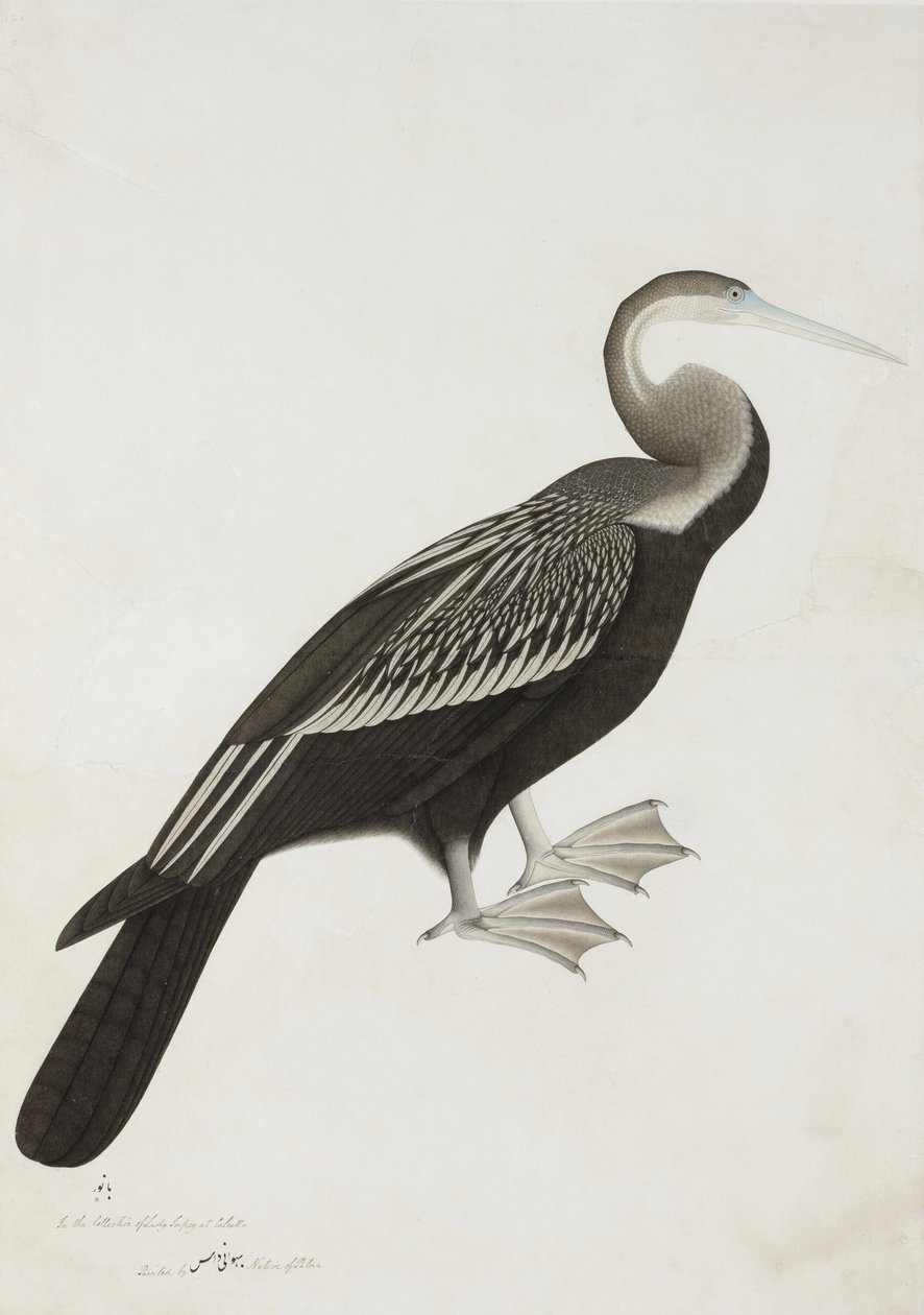 Az indiai darter vagy kígyómadár (Anhinga melanogaster), 1780 körül (papíron átlátszatlan wc) alkotó: Bhawani Das