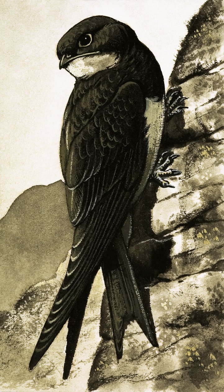 A Swift alkotó: Bob Hersey