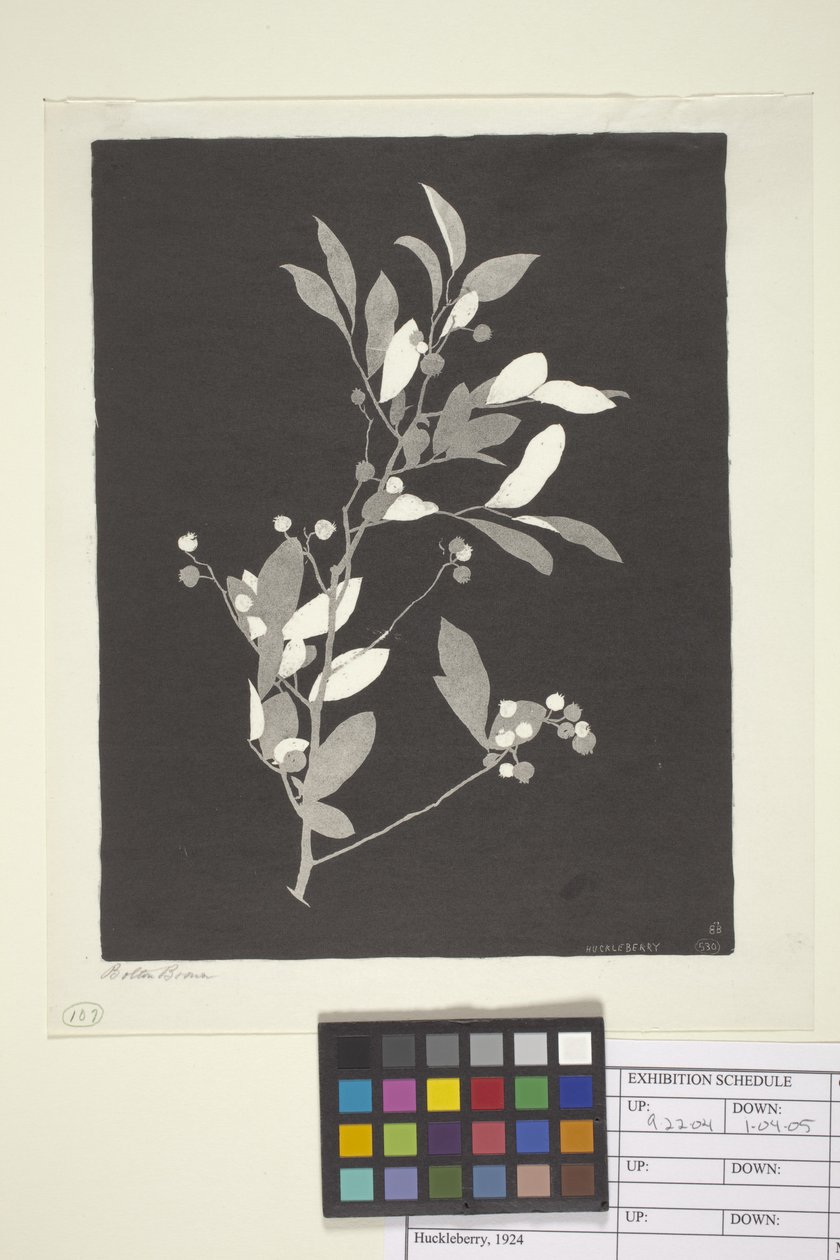 Huckleberry (tinta papíron) alkotó: Bolton Coit Brown