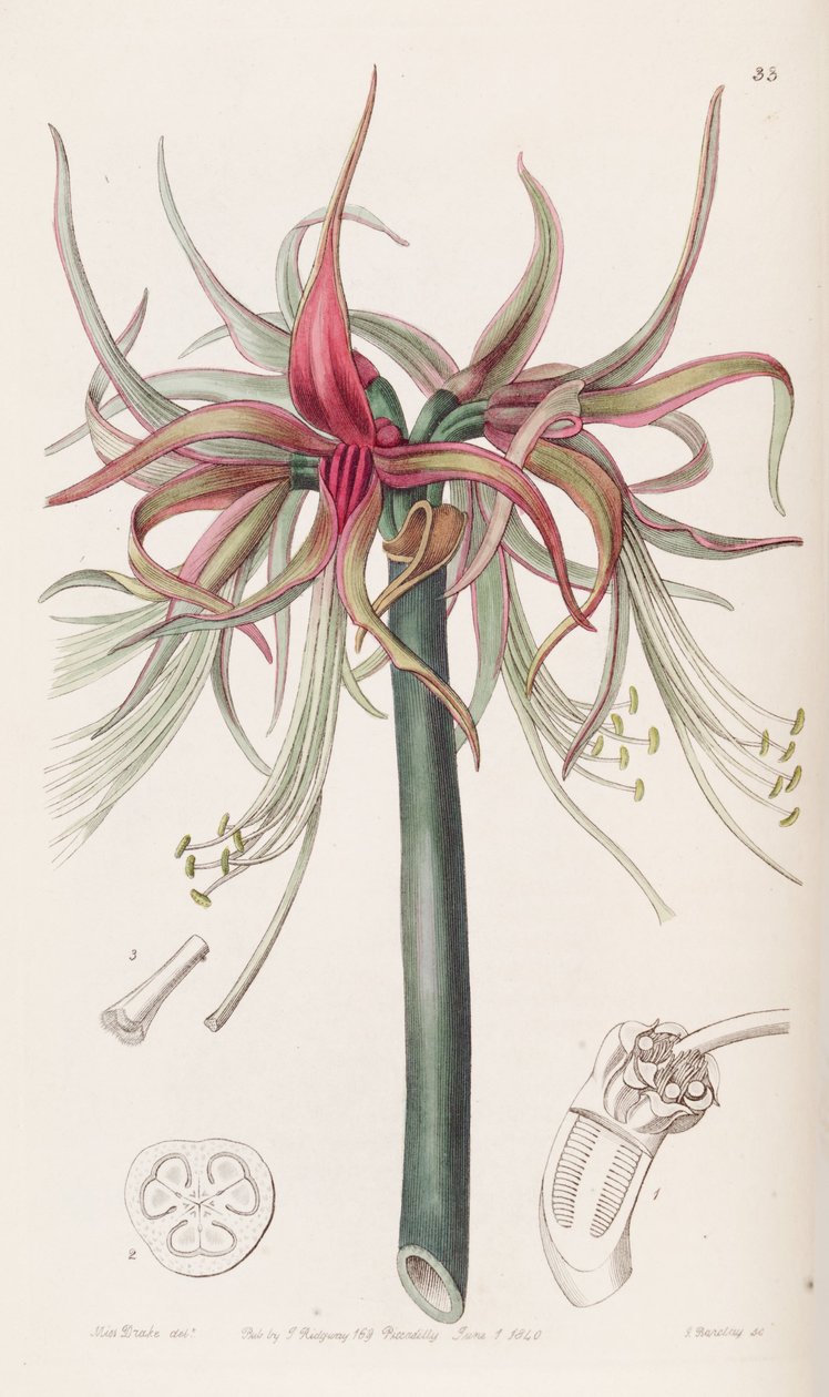Hippeastrum cybister alkotó: Botanical Register