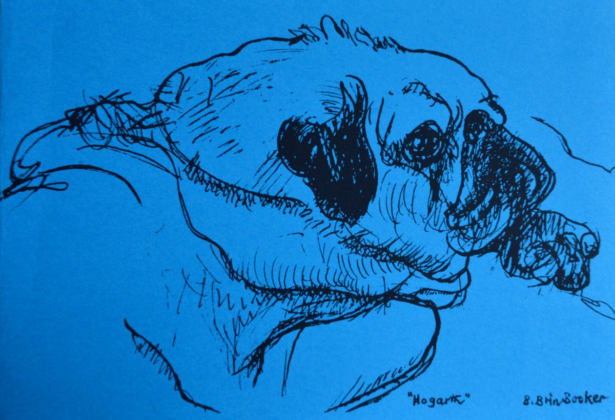 "Hogarth" (tinta kék papíron) alkotó: Brenda Brin Booker