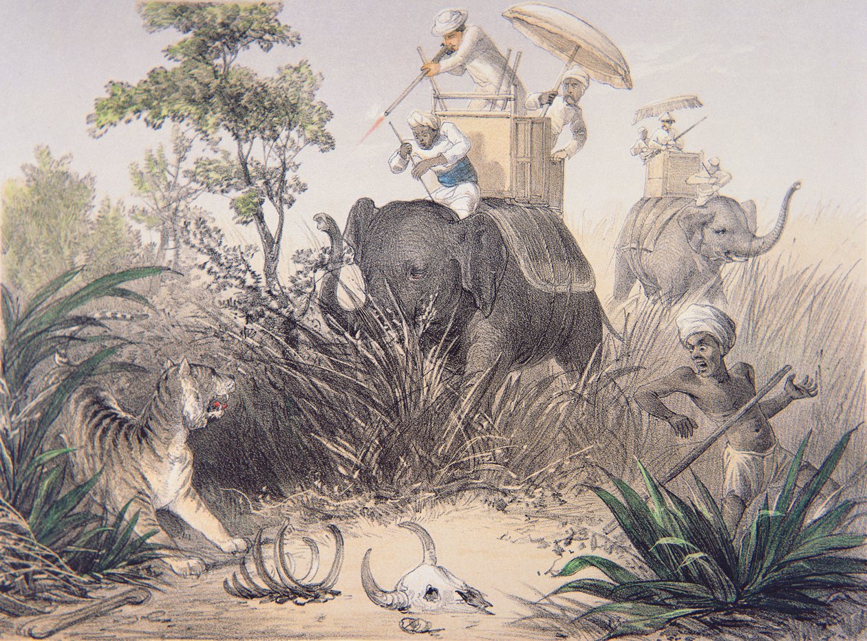 Elephants Rolling Fa alkotó: British Photographer