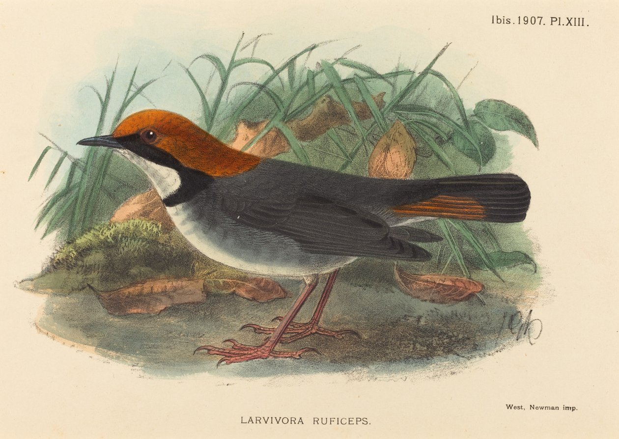 Madár (Larvivora Ruficeps) alkotó: British 19th Century