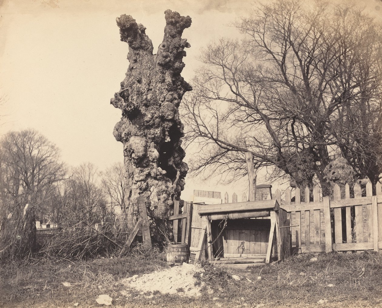 Öreg fa Chatham közelében alkotó: British 19th Century