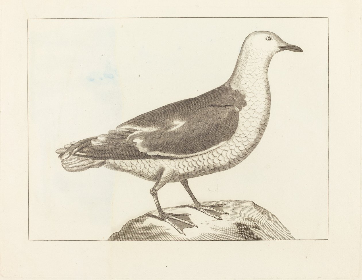 Vízimadarak alkotó: British 19th Century