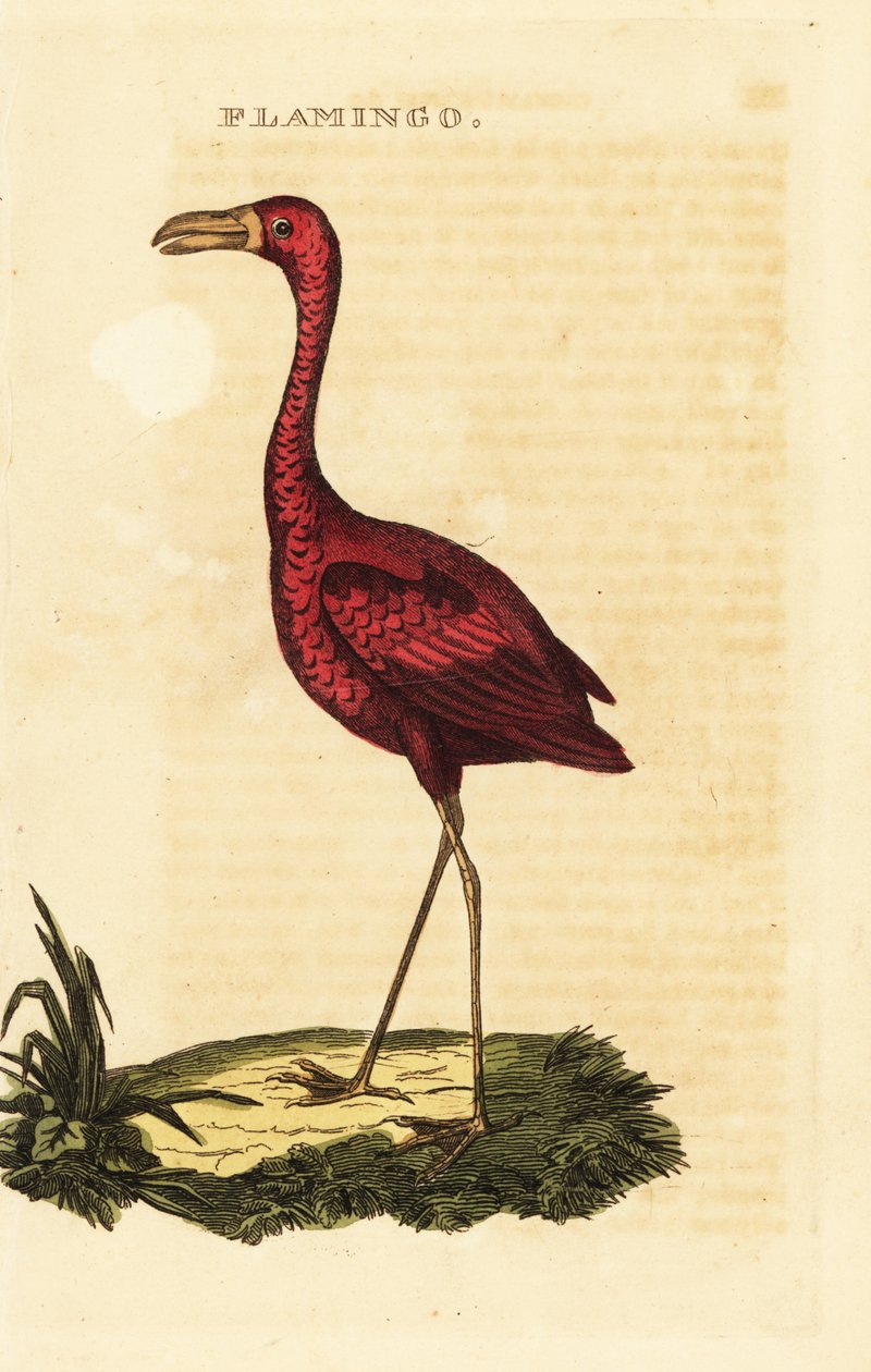Amerikai flamingó, Phoenicopterus ruber alkotó: British School