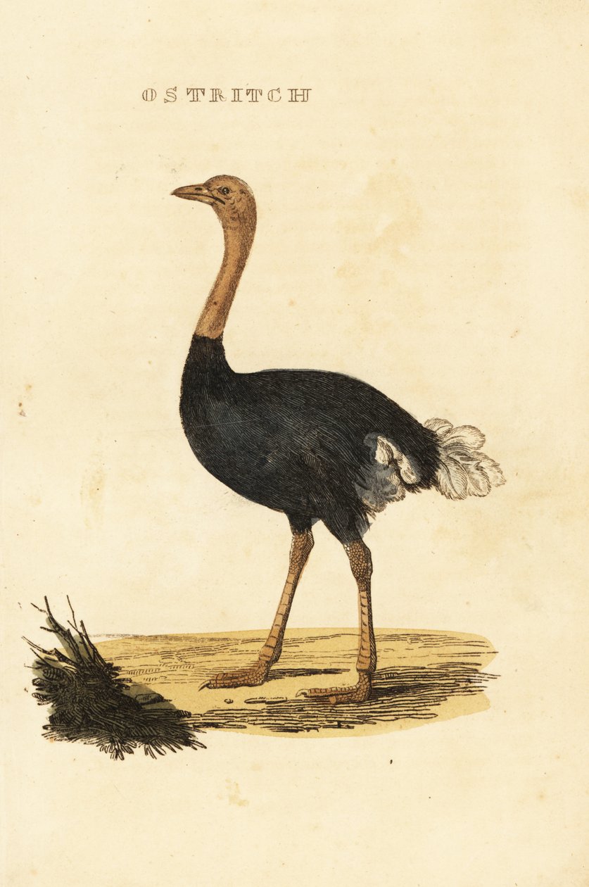 Közönséges strucc, Struthio camelus alkotó: British School