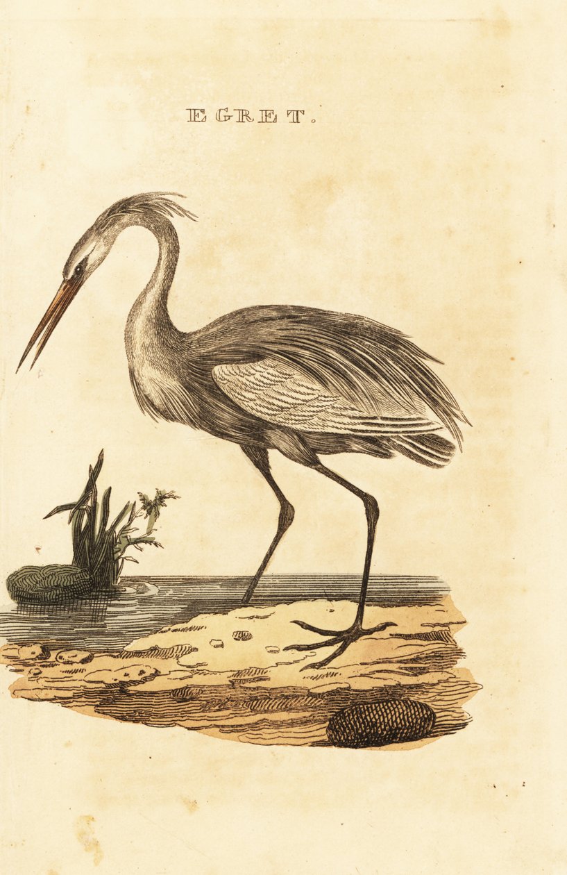 Nagy kócsag, Ardea alba alkotó: British School