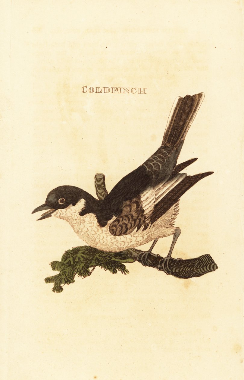 Fehér wagtail, Motacilla alba alkotó: British School