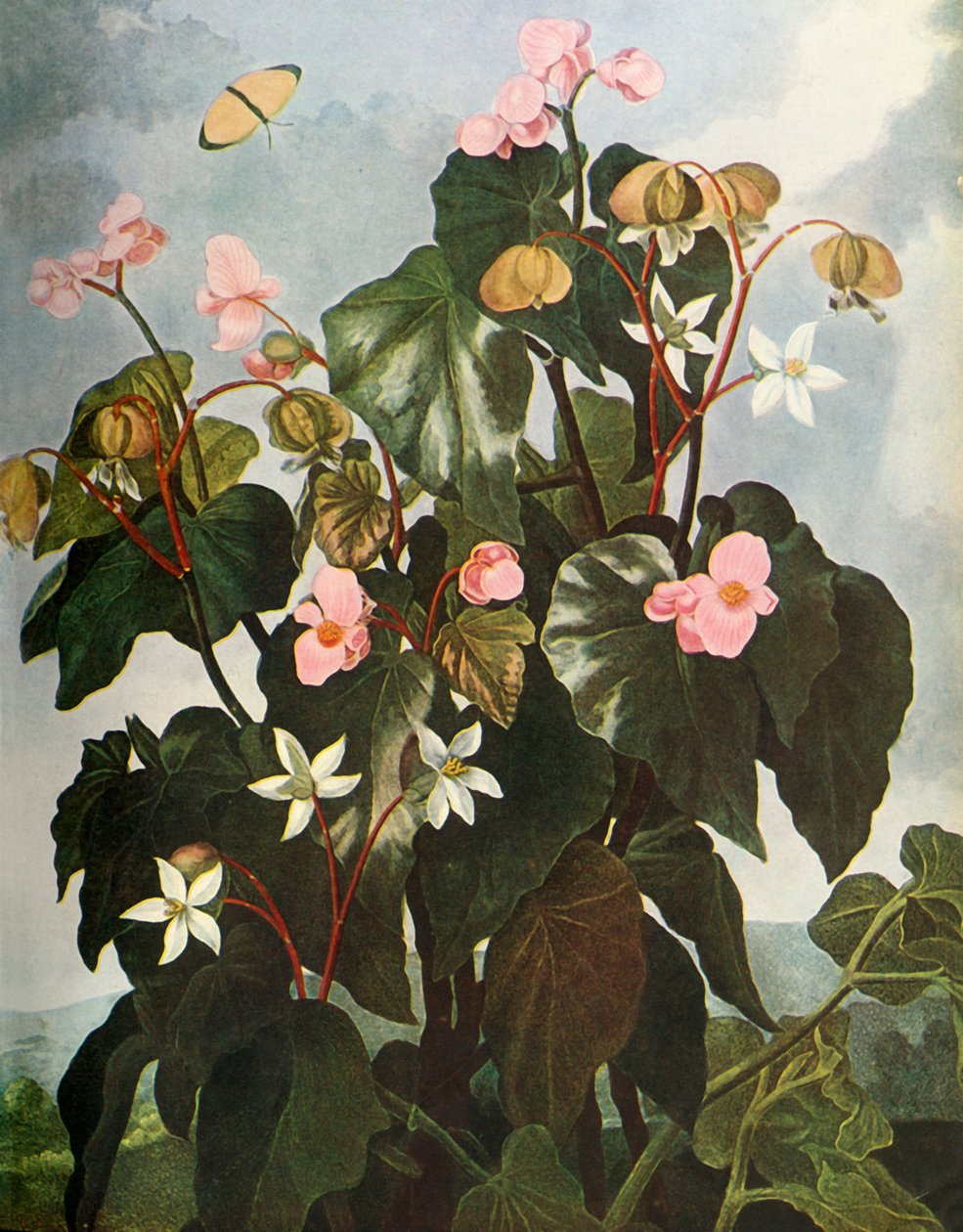 „Oblique-leaved Begonia”, 1800, 1948. alkotó: Caldwell