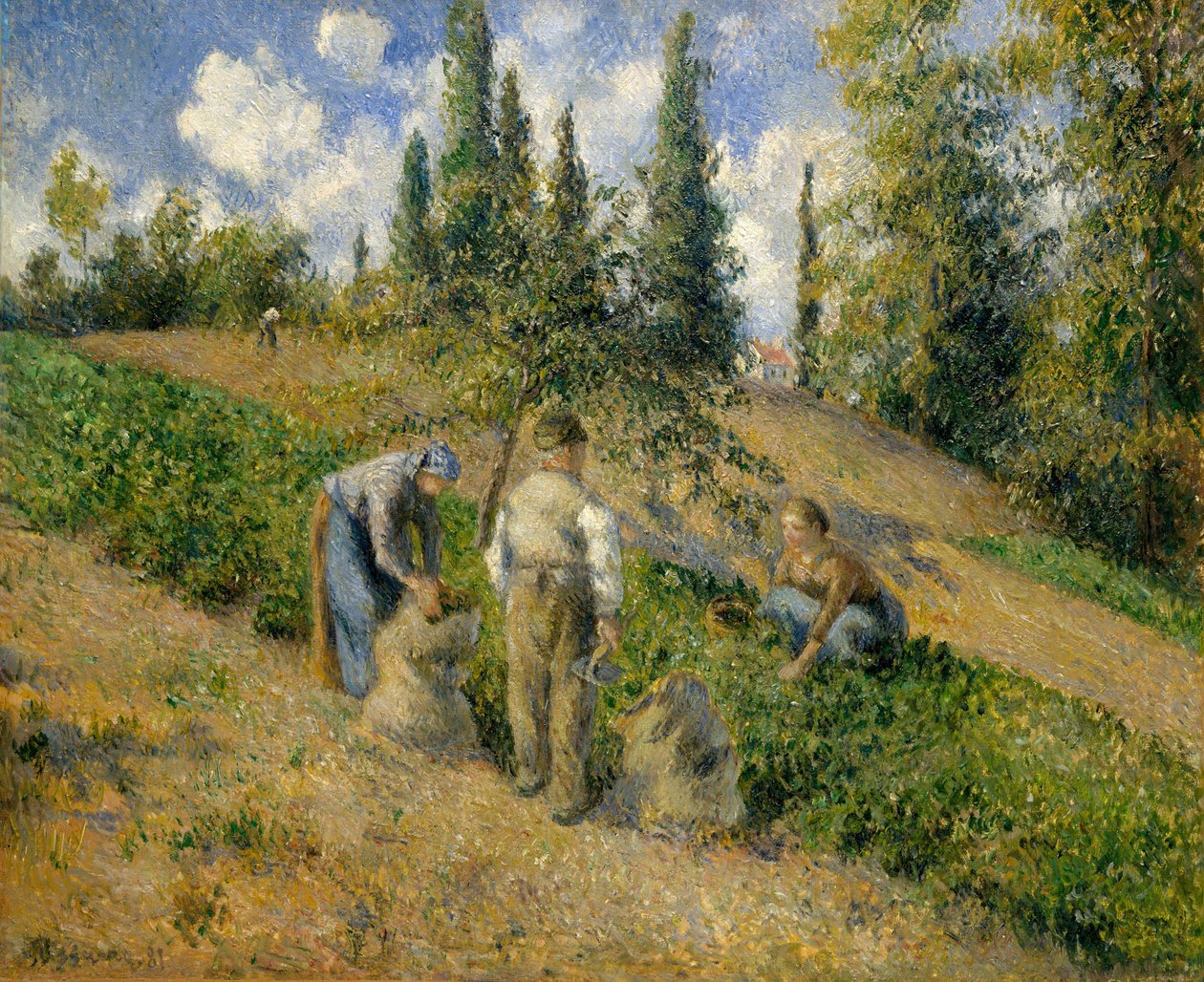 The Harvest, Pontoise The Harvest, Pontoise, 1881. alkotó: Camille Jacob Pissarro