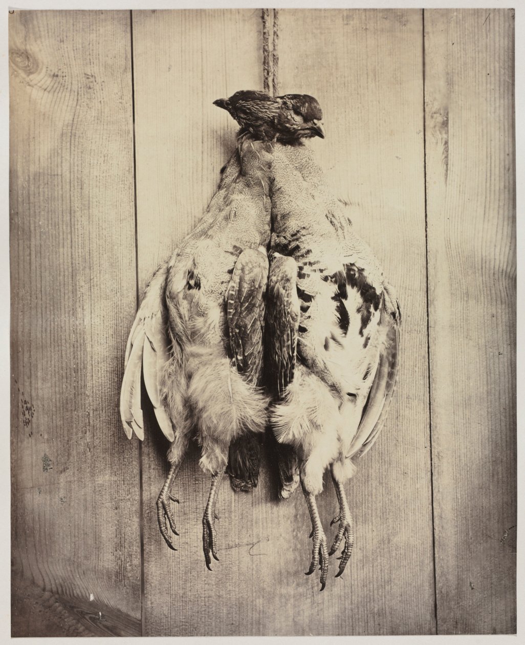 Partridges recto, c. 1861. alkotó: Captain N. Baily