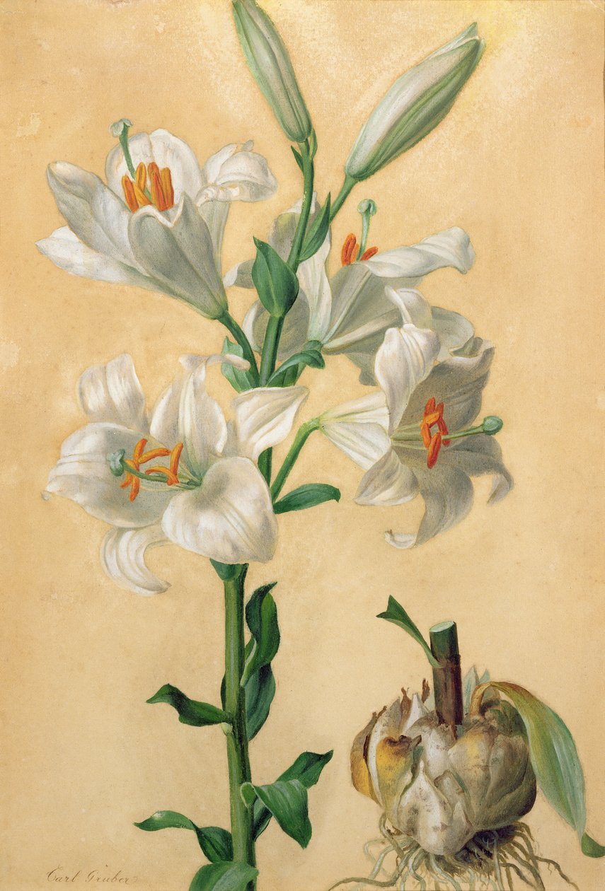 Fehér liliom (Amaryllis Candidum) (guache) alkotó: Carl Franz Gruber