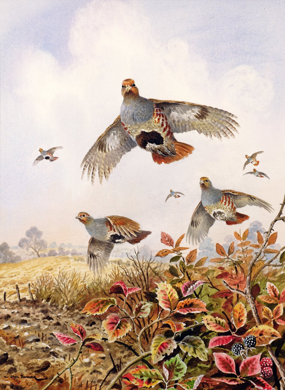 Kipirult Partridges alkotó: Carl Donner