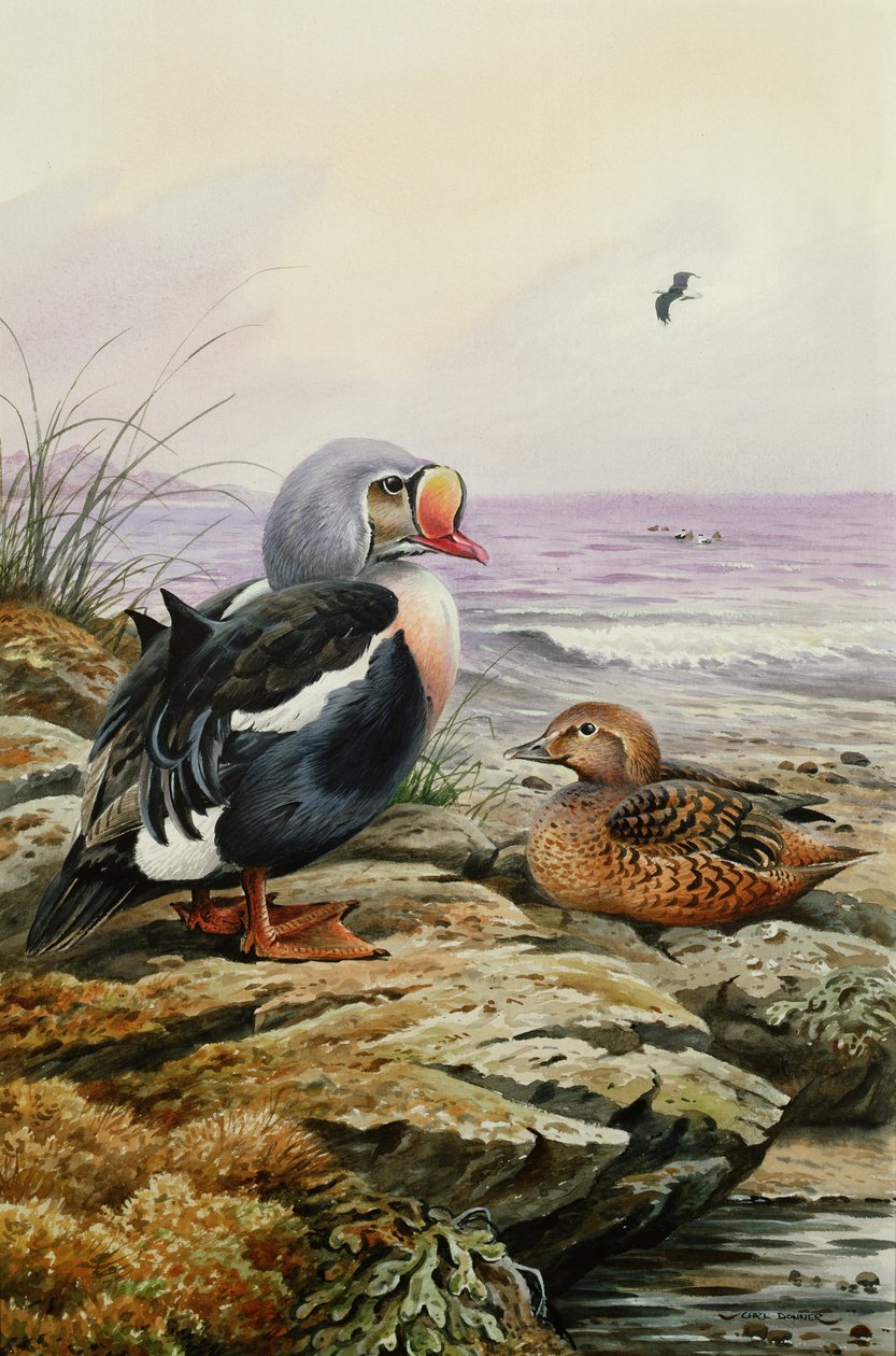 King Eider (WC) alkotó: Carl Donner