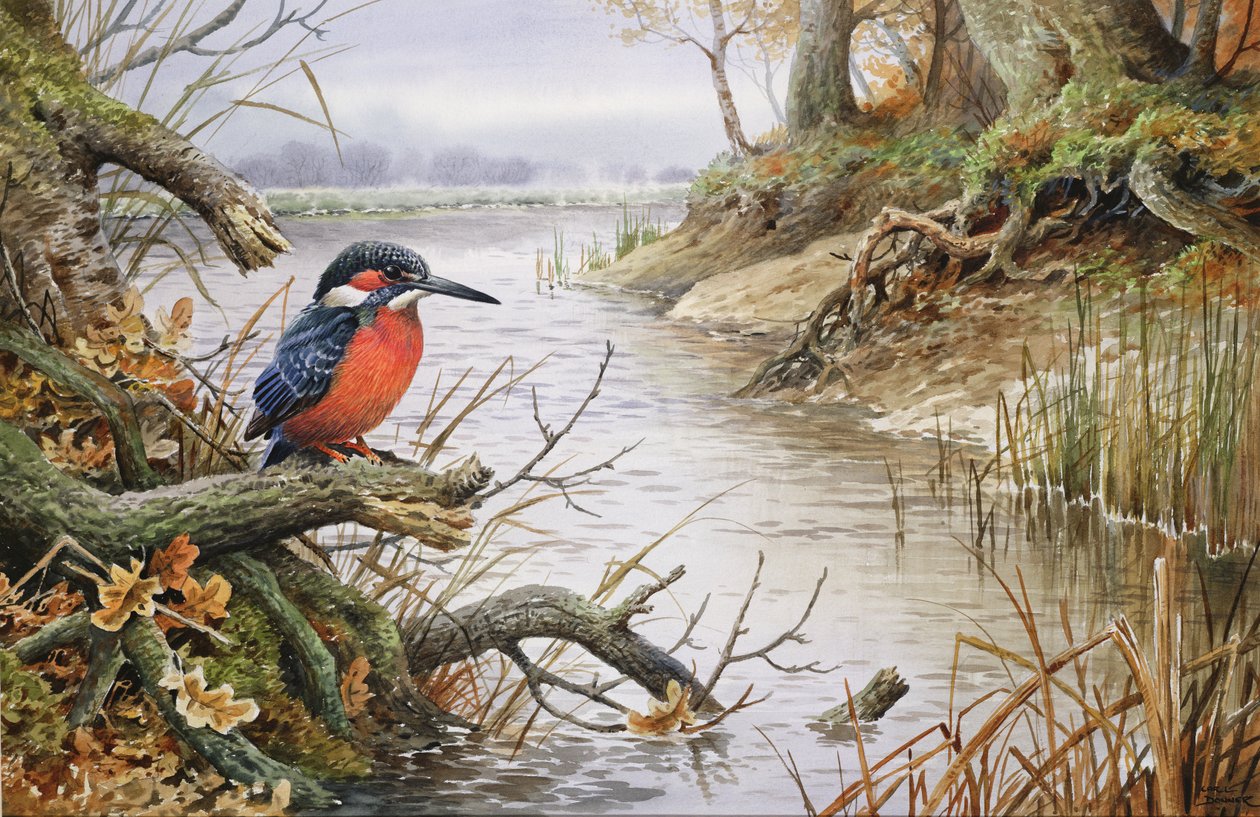 Kingfisher (wc) alkotó: Carl Donner