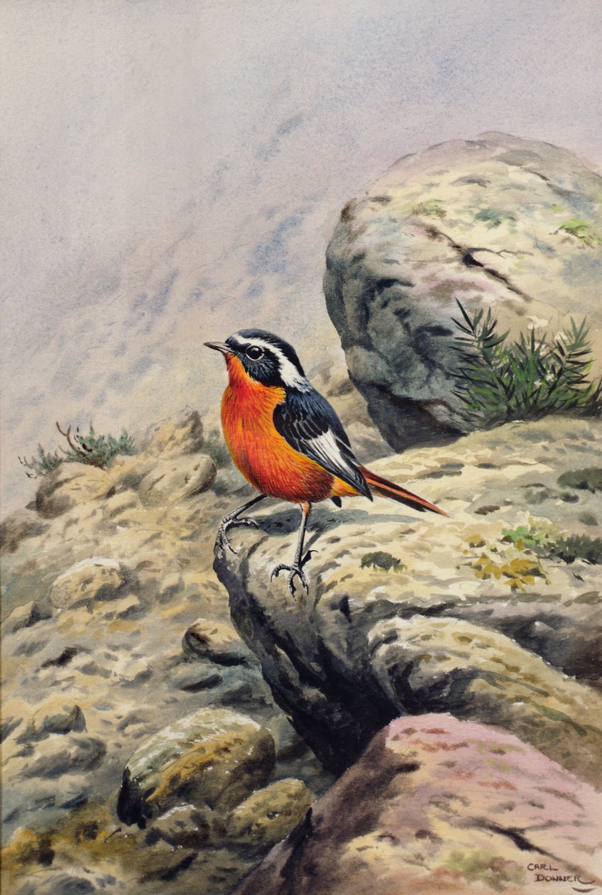 Moussiers Redstart alkotó: Carl Donner