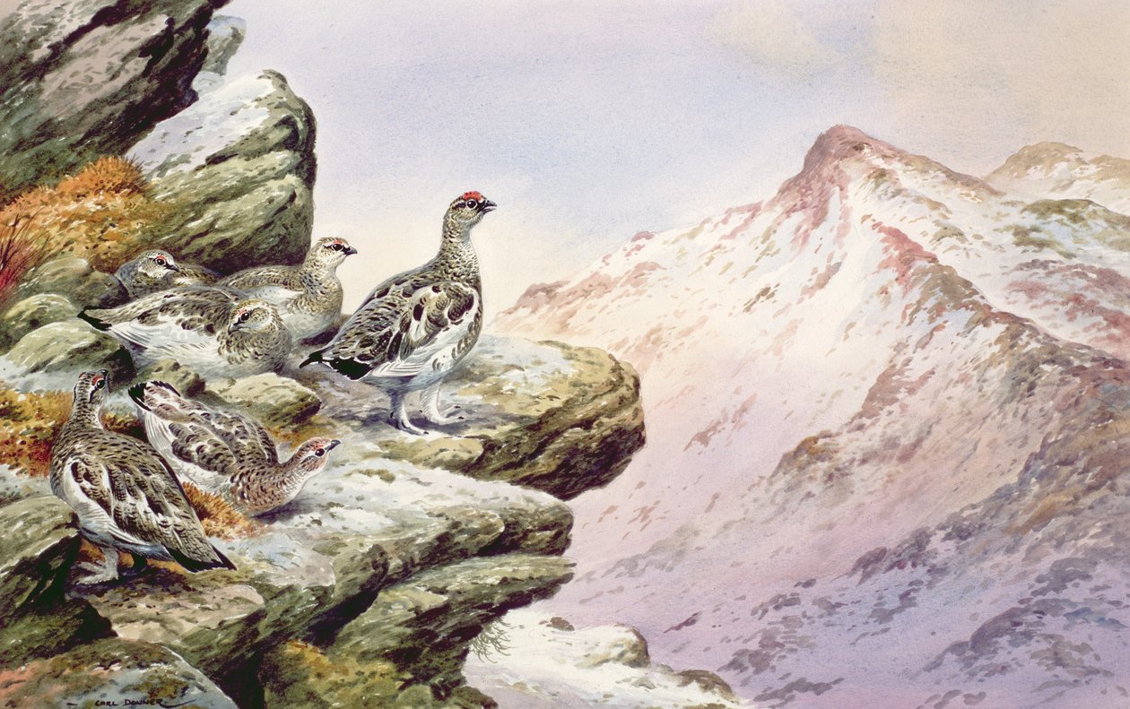 Ptarmigan a magas tetején alkotó: Carl Donner