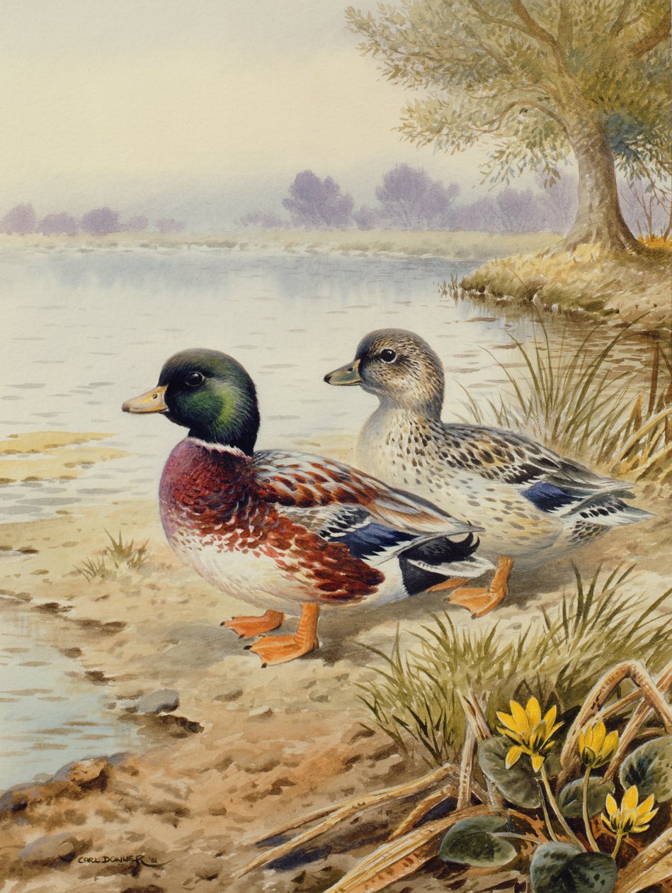 Ezüst Call Ducks alkotó: Carl Donner