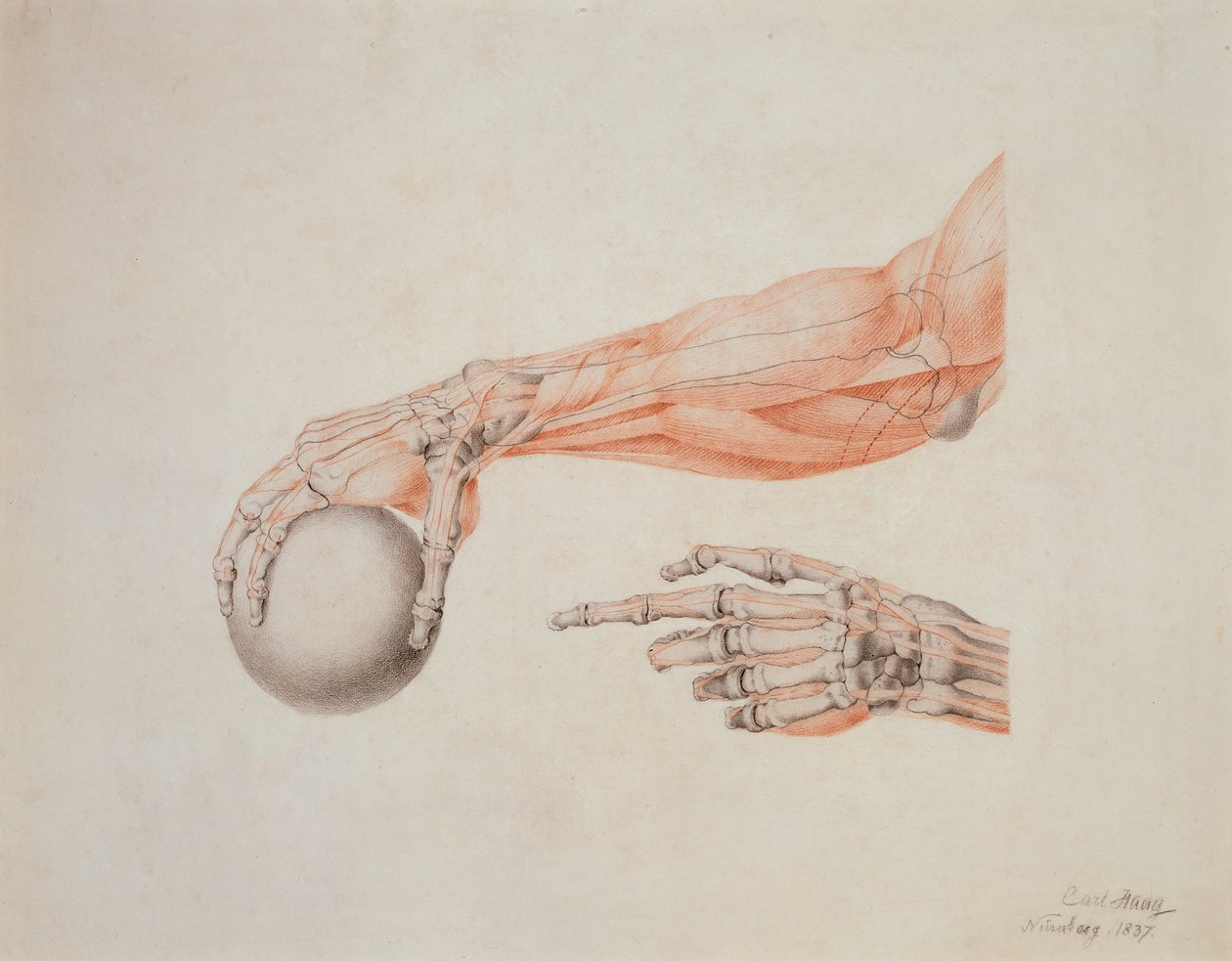 Anatómiai kezek, 1837 (színes kréták papíron) alkotó: Carl Haag