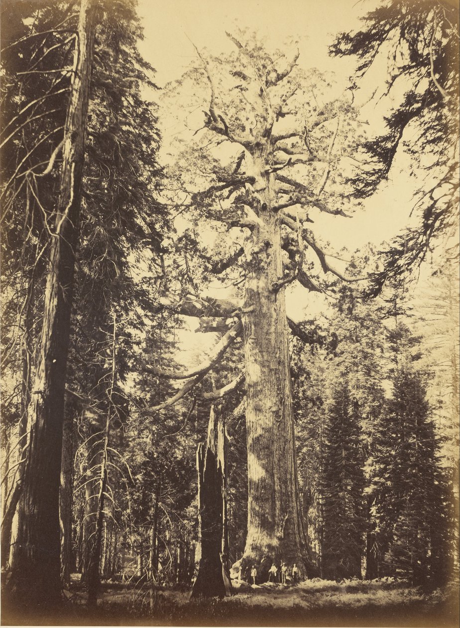 Sequoia Gigantea alkotó: Carleton E. Watkins
