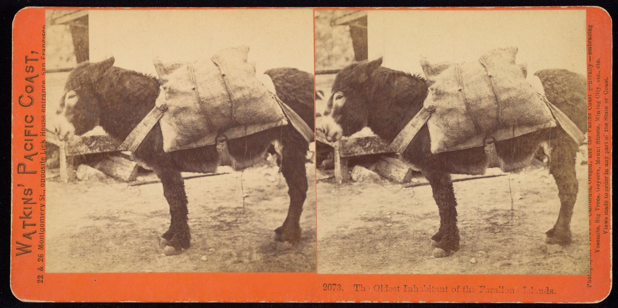 A Farallone -szigetek legidősebb lakója. alkotó: Carleton E. Watkins