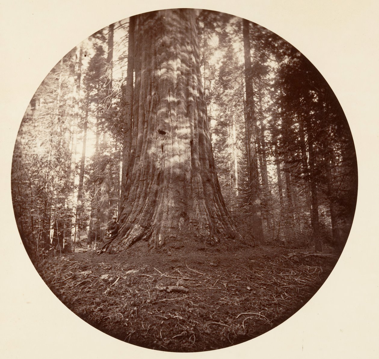 Birodalmi állam. C. Grove, kb. 1878. alkotó: Carleton Emmons Watkins