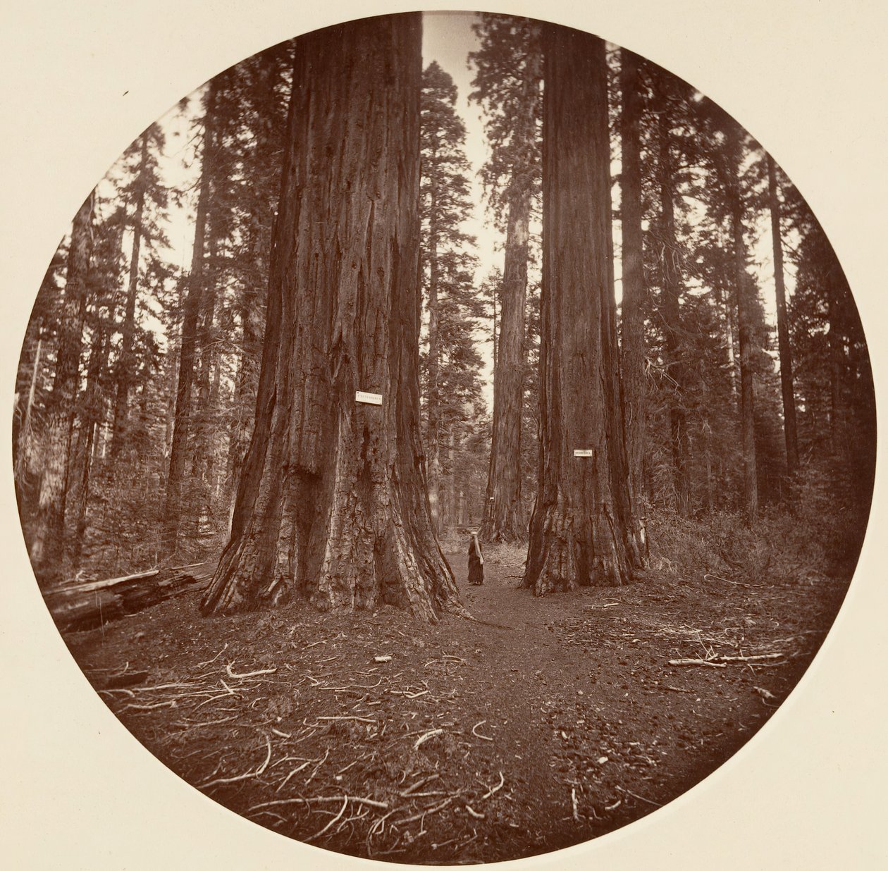 Egyik sem, kb. 1878. alkotó: Carleton Emmons Watkins